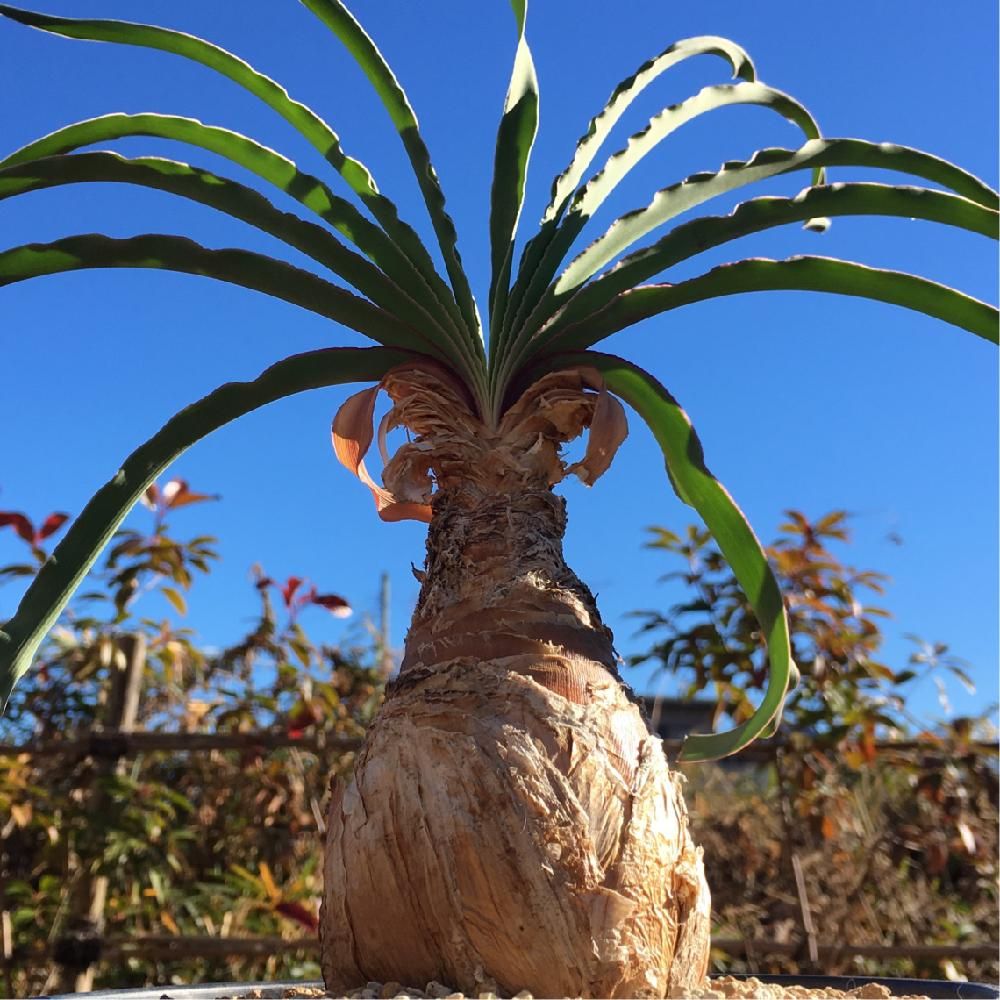 Photo by key4zoさん