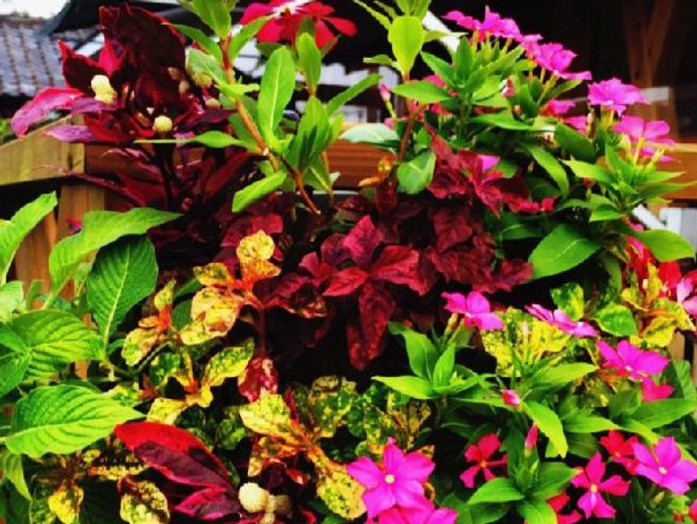 トレニア 寄植え