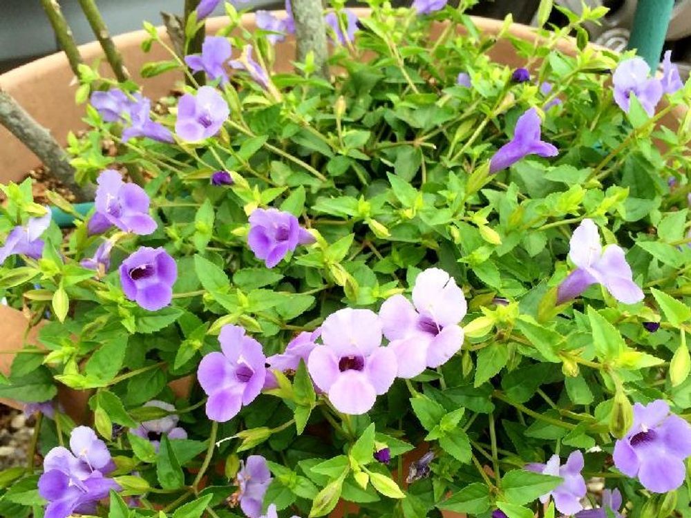 トレニア 鉢植え　紫色の花