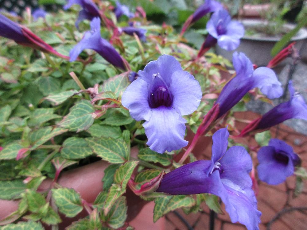 トレニア　紫色の花