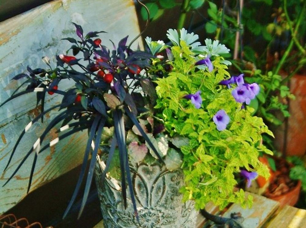 トレニア 鉢植え　寄植え