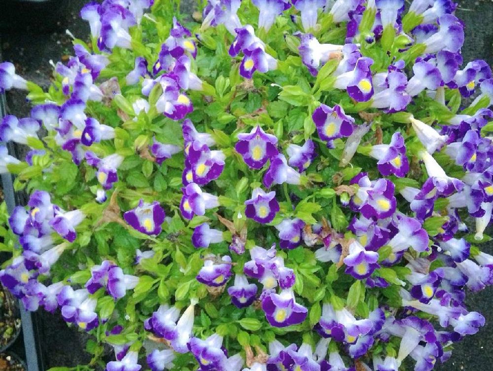 トレニア　紫色の花　鉢植え