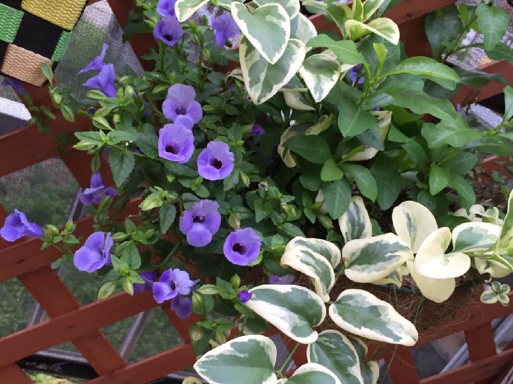 トレニア 紫色の花