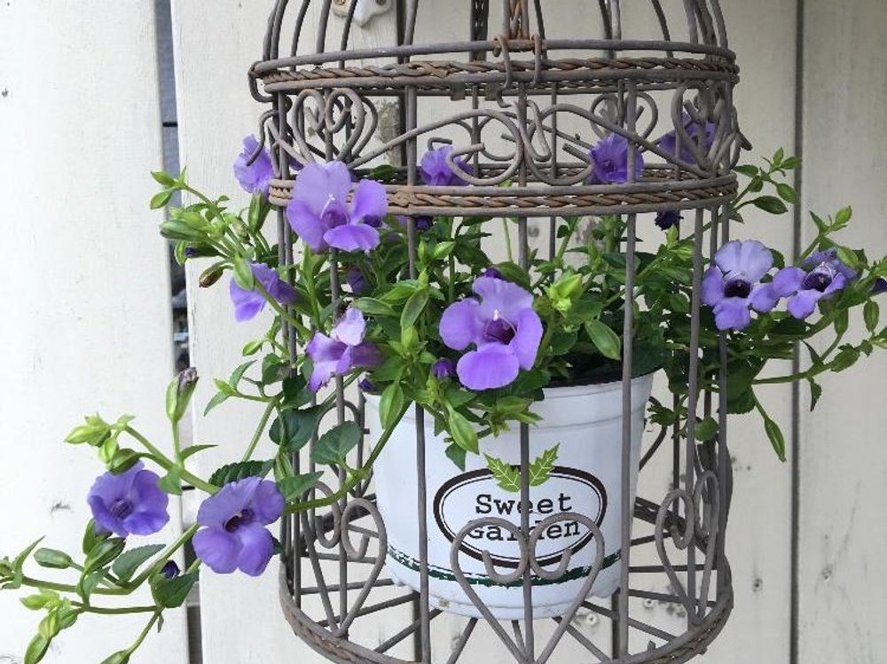 トレニア 　鉢植え　紫色の花