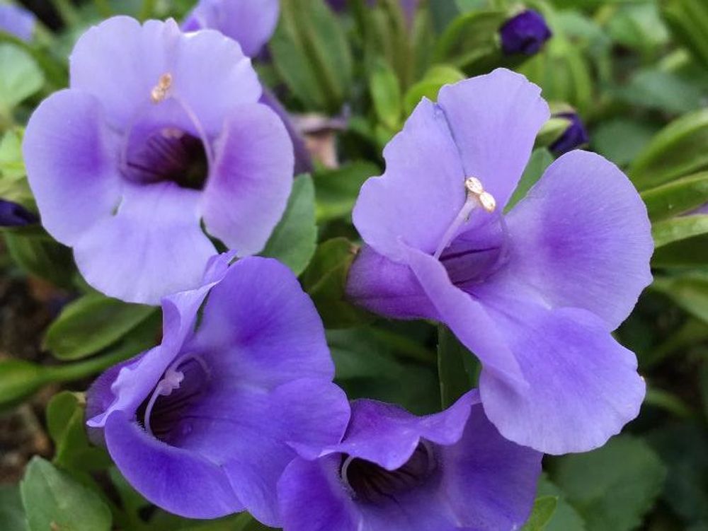 トレニア　紫色の花