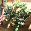 ホヤの育て方｜植え替え時期や増やし方は？の画像