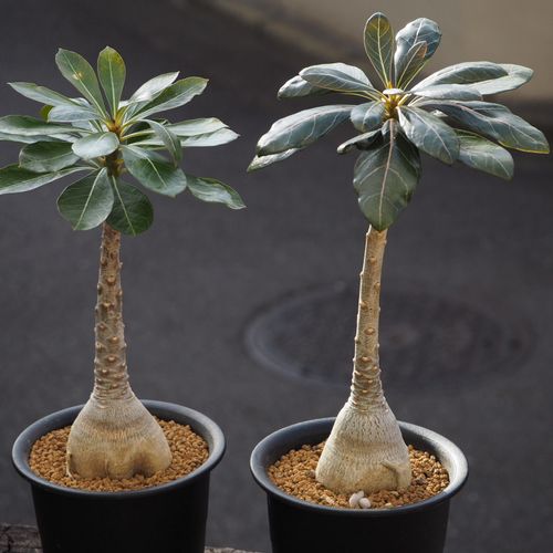 アデニウム 砂漠のバラ の育て方 植え替えの方法は 室内で元気に育てるコツ Greensnap グリーンスナップ