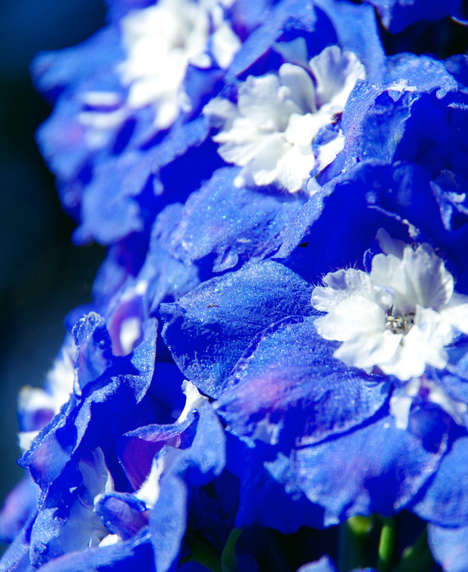 ベスト花 デルフィニウム 最高の花の画像