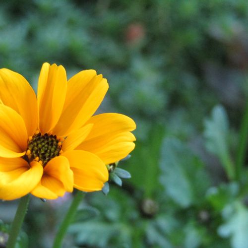 ビデンス ウインターコスモス の育て方 植え替え時期や水やり頻度は Greensnap グリーンスナップ