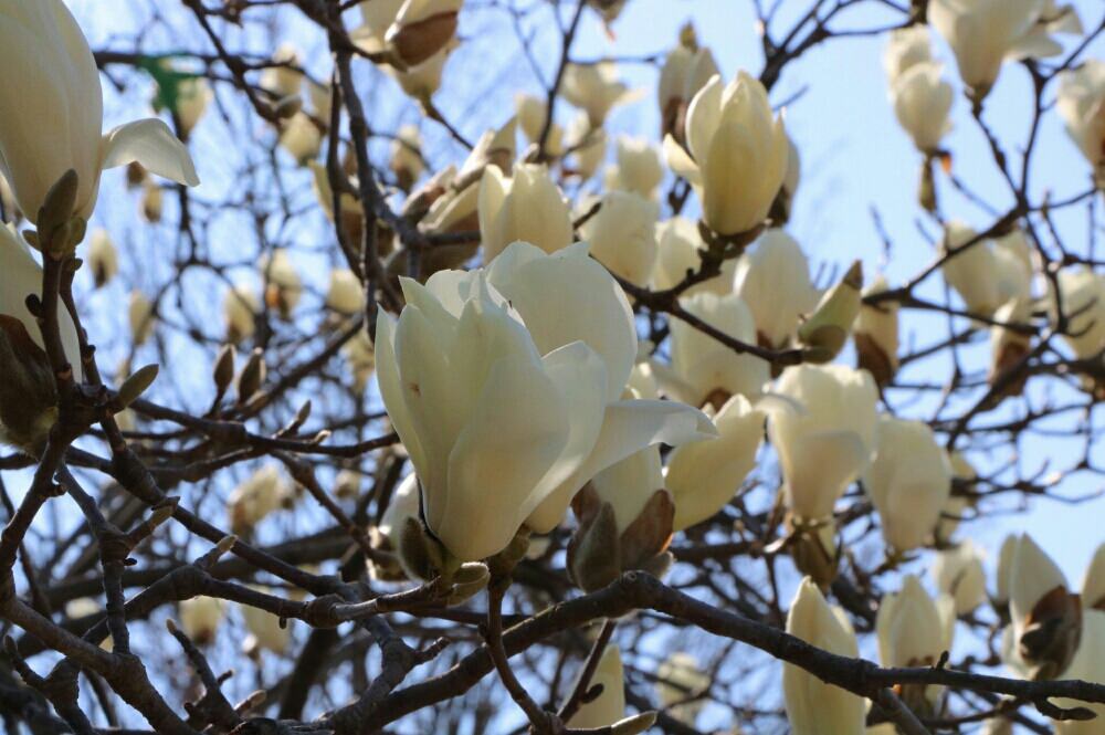 白く大きな花が上を向いて咲く 春の花木 ハクモクレン が見頃 Greensnap グリーンスナップ