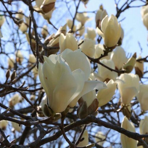白く大きな花が上を向いて咲く 春の花木 ハクモクレン が見頃 Greensnap グリーンスナップ