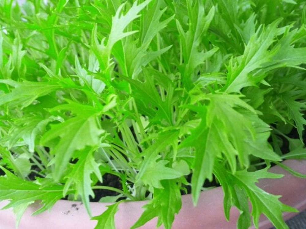 水菜(ミズナ)　鉢植え