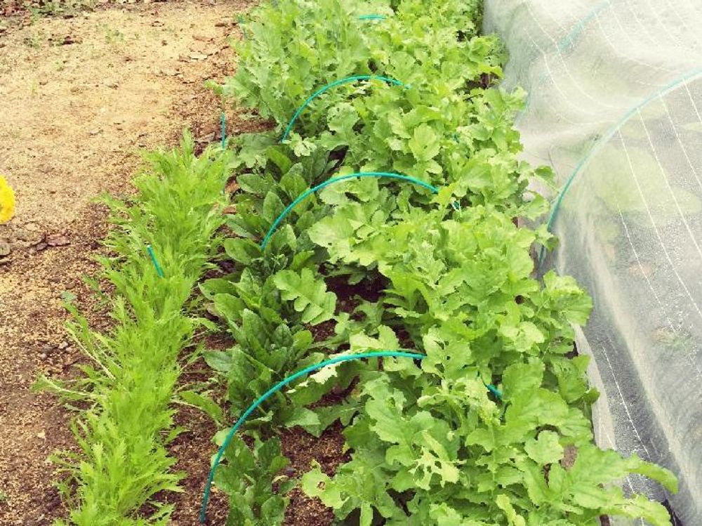 水菜(ミズナ)　地植え