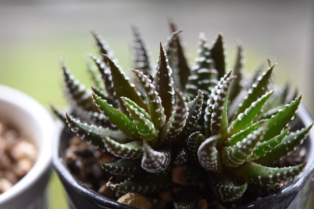 Photo by ekko.yさん