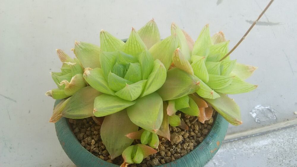 Photo by きんごさん