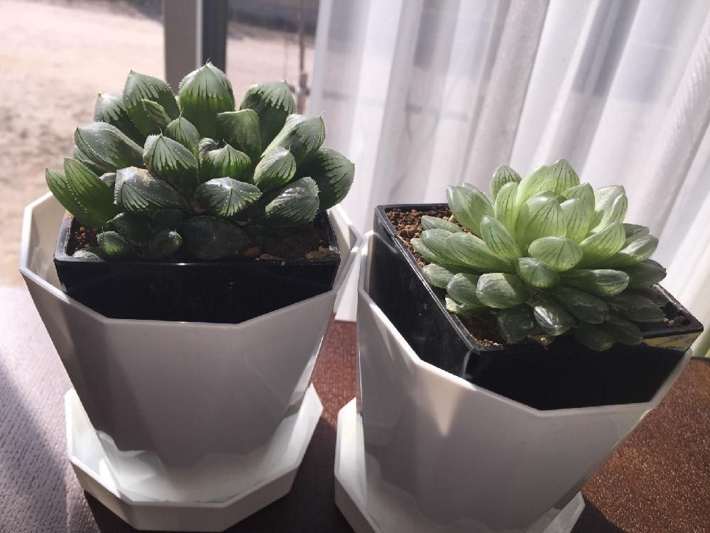 Photo by ぶらすとさん