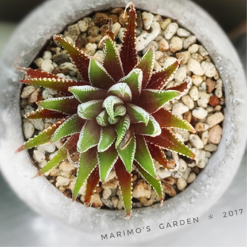 Photo by マリモさん