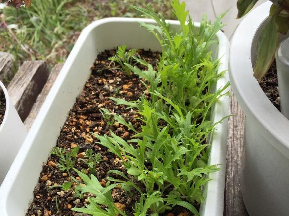 水菜(ミズナ)　プランター