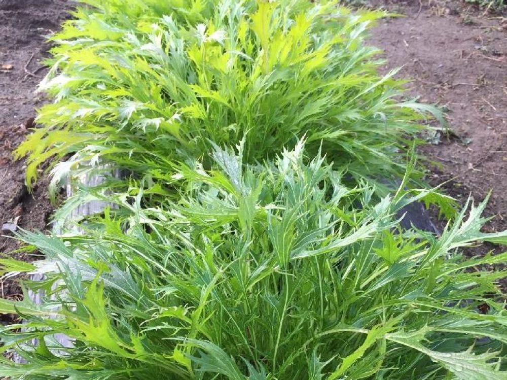 水菜(ミズナ)　葉