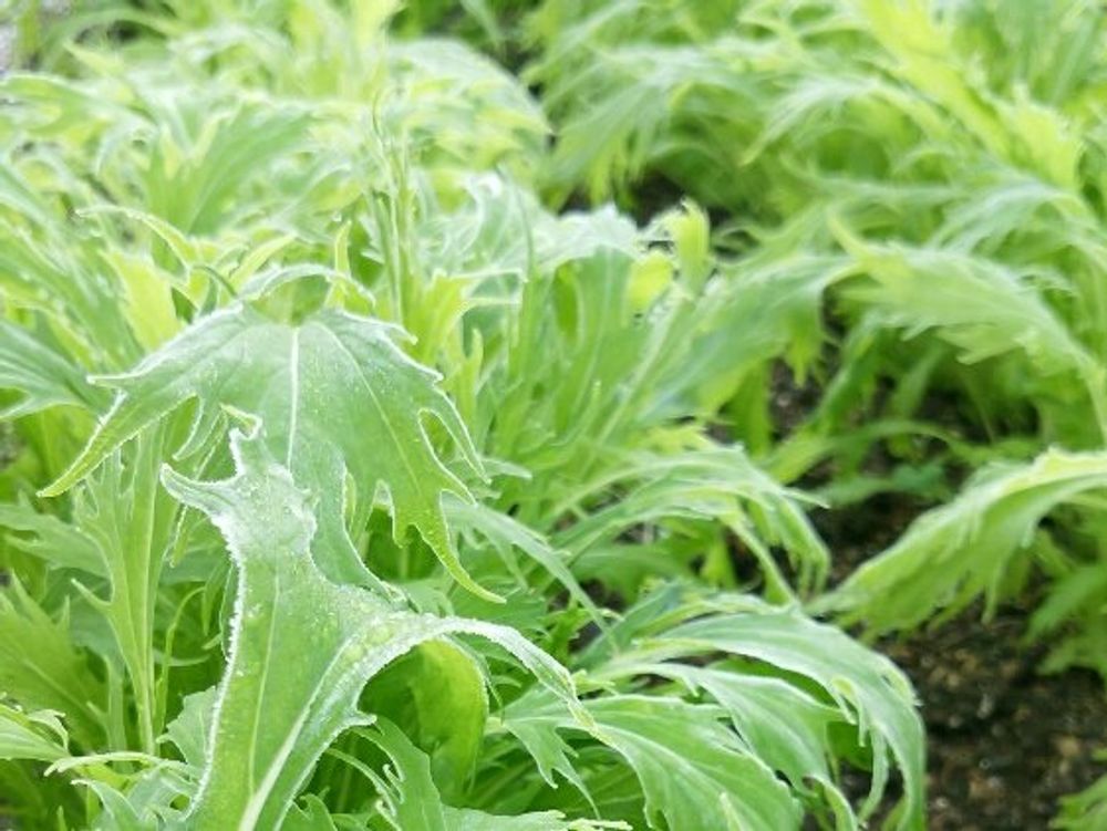 水菜(ミズナ)　地植え