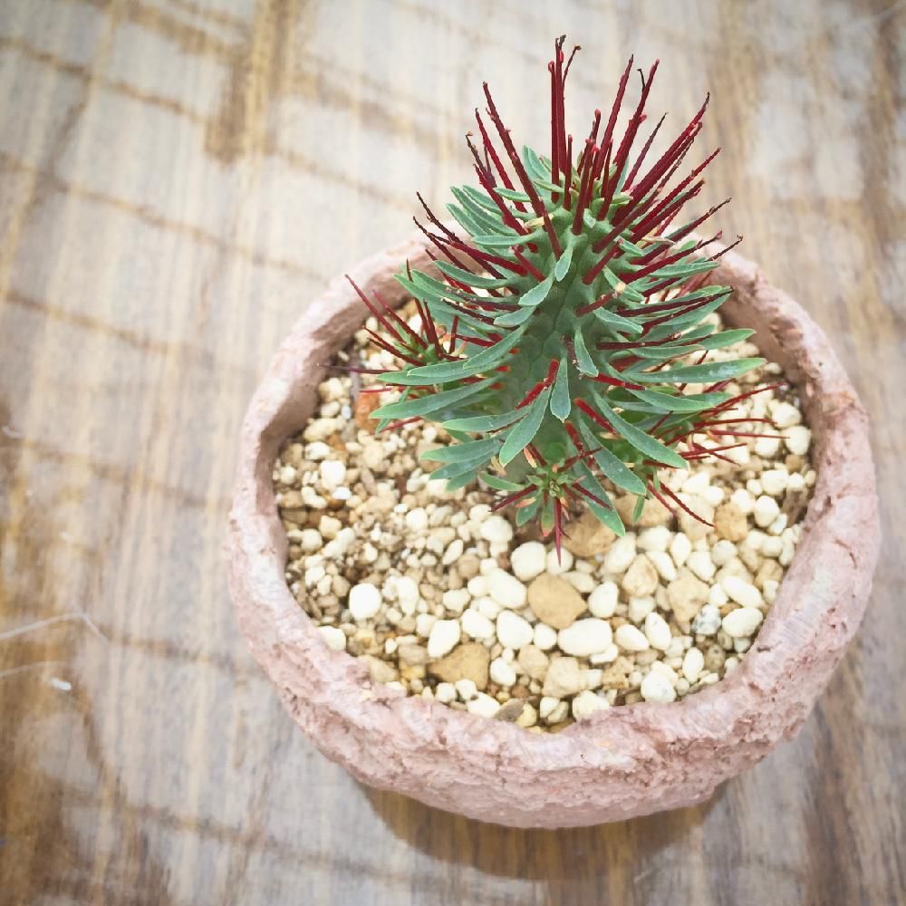 Photo by edeloonさん