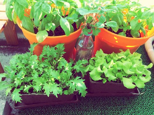 水菜の育て方 種まき時期や日当たり加減は ベランダや室内でも栽培できる Greensnap グリーンスナップ