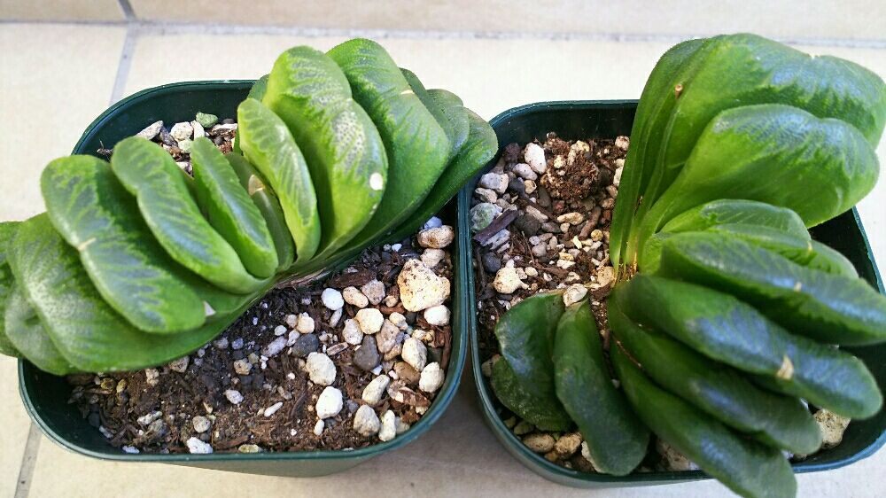 Photo by なおぞさん