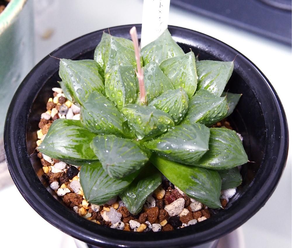 Photo by yu-kiさん