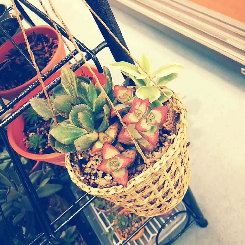 Photo by merocaさん