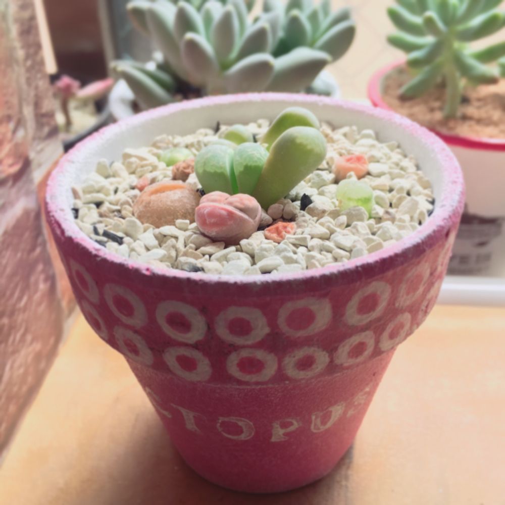 Photo by chiruyaさん