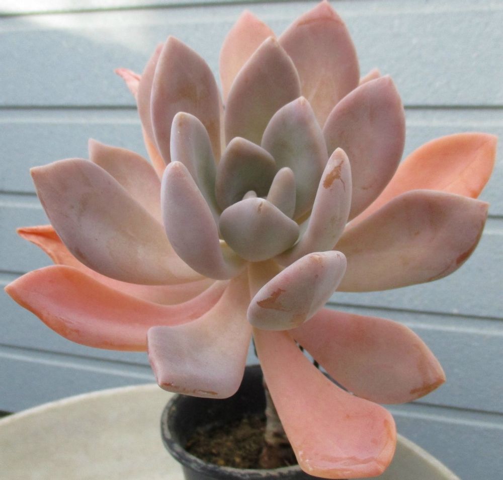 Photo by tanikuharuさん