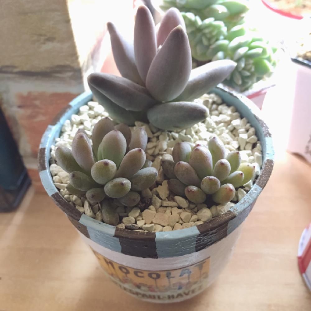 Photo by chiruyaさん