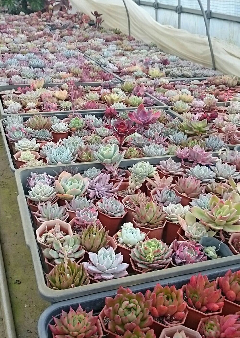 Photo by miariさん