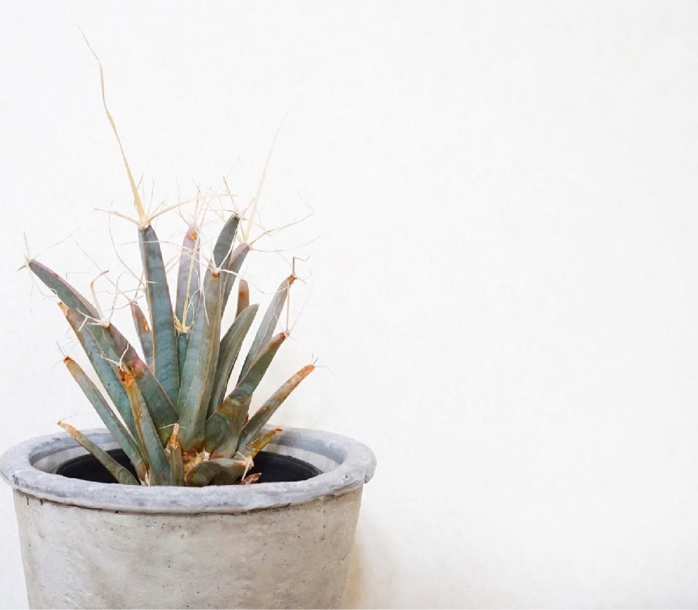 Photo by みやきさん