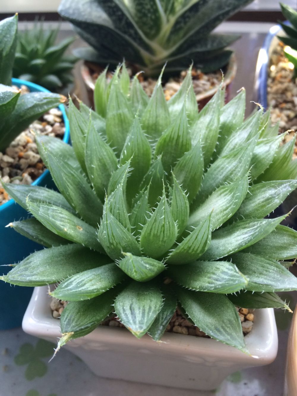 Photo by megumiさん