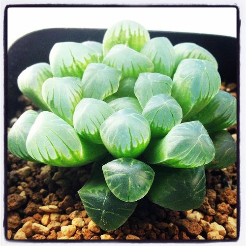 多肉植物は室内でも育てられる 室内向きの種類を教えて Greensnap グリーンスナップ