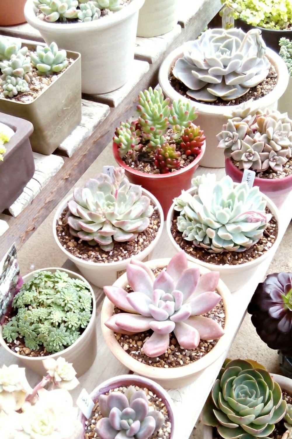 Photo by 肉の爪さん