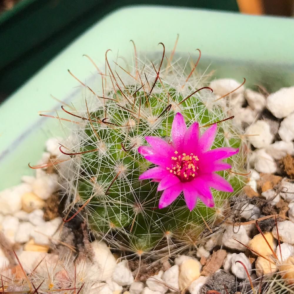 Photo by T-29zさん