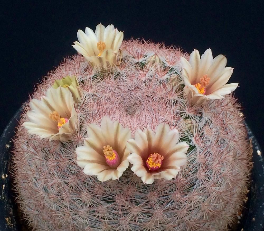 Photo by さぼちゃんだいすきさん