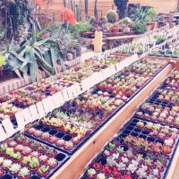 サキュレントとは？多肉植物のこと？意味は？の画像
