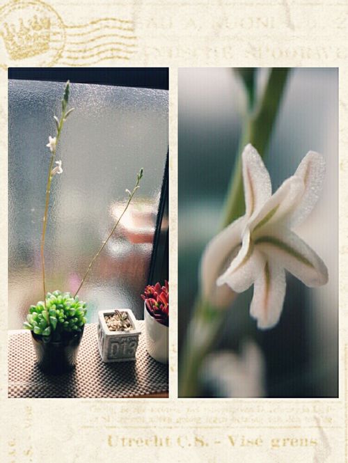 春の季節に花を咲かせる多肉植物3選 Greensnap グリーンスナップ