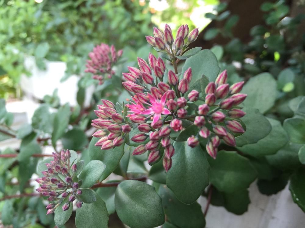 Photo by ティンカーベルさん