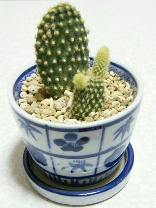 サキュレントとは 多肉植物のこと 意味は Greensnap グリーンスナップ