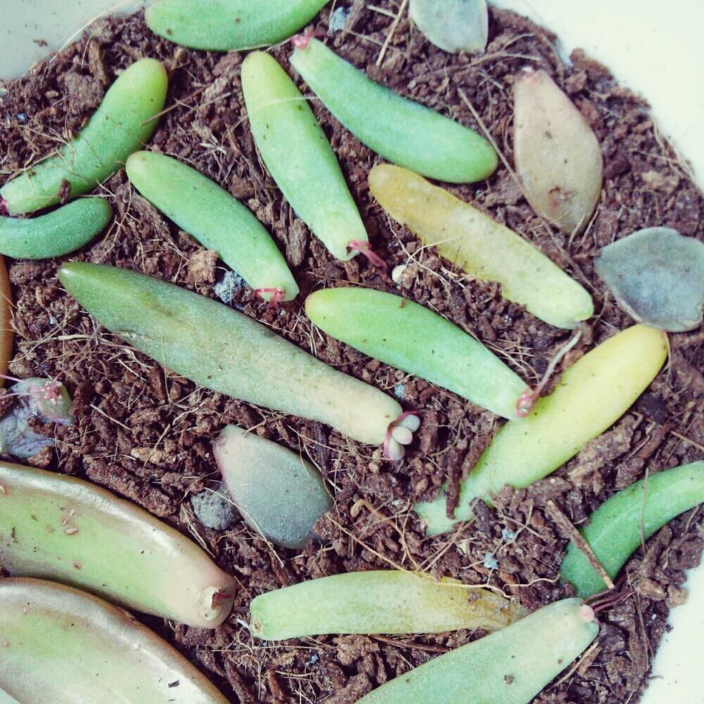 Photo by ERICAさん