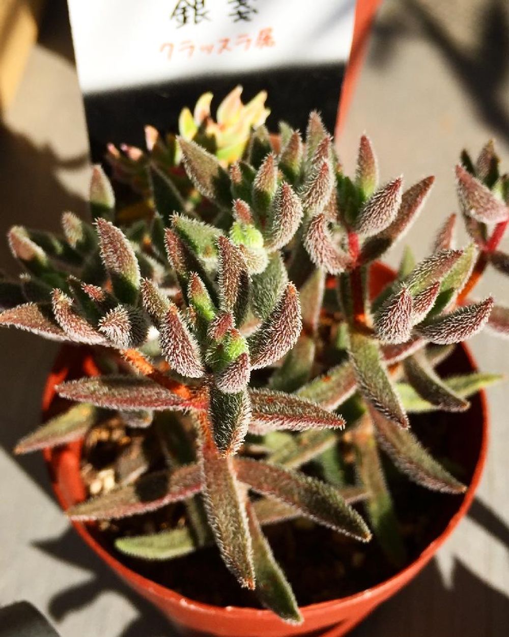 Photo by 花ママさん