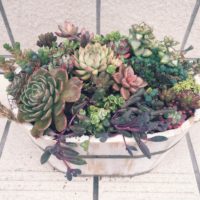 图片ってなに？多肉植物で描くアート！の画像