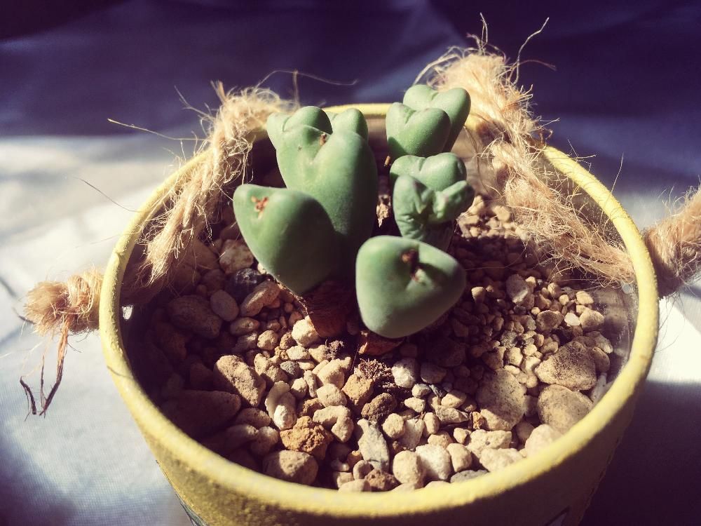 Photo by よちりさん