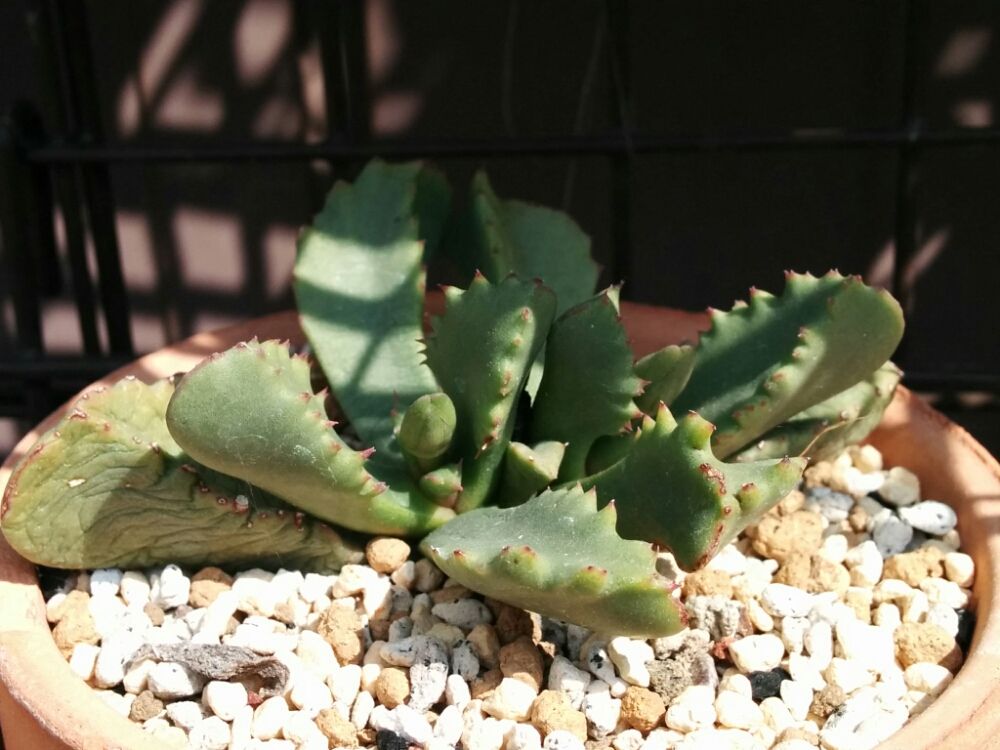 Photo by あおい32さん