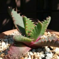 植物界のエイリアン！？フォーカリアの育て方・増やし方の画像