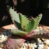 植物界のエイリアン！？フォーカリアの育て方・増やし方の画像